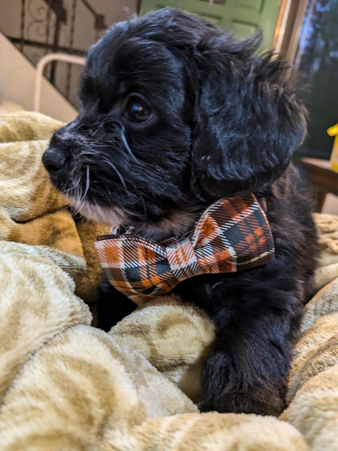 Lionet Paws Halloween Dog Collar with Bowtie - Cute Cotton Adjustable Fall Bowtie Dog Collar with Metal Buckle for Small Medium Large Dog Girl Boy Gift, XXS, Neck 7-11in