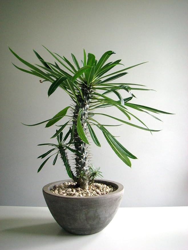Gardenera Madagascar Palm Plant Potting Soil - All-Natural Blend for Thriving Palms - Boosts Root Health and Distinctive Elegance - 10 Quart
