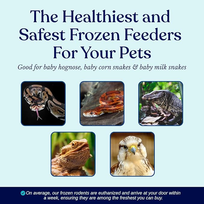 MiceDirect EST. 2003 75 Frozen Mice Pinkie Feeders Snake Food for Corn Ball Pythons Lizards (.5-1 in) (150 Grams Min)