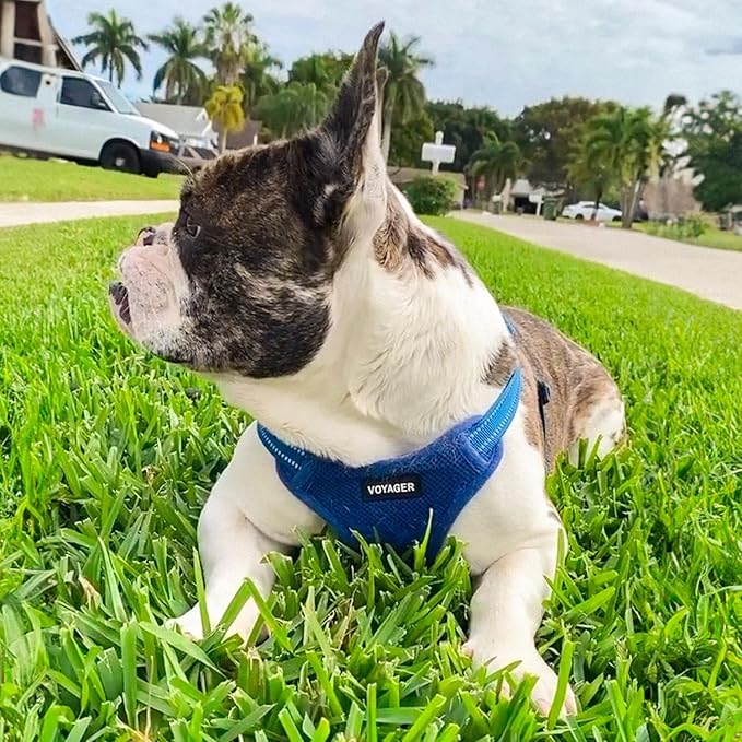 Best Pet Supplies Voyager Adjustable Step-in Flex Breathable Mesh Dog Harness for Small Medium Large Dogs Leash Set (Royal Blue), XS