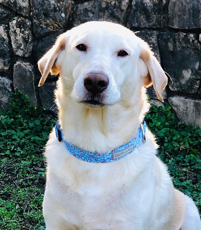 Lucky Love Dog Dog Collar, Leash Set Small, Premium, Cute and Adjustable Collars for Male and Female Dogs, Winterblue Combo, Small