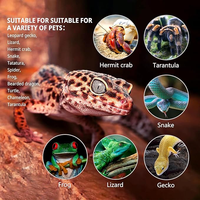 Reptile Glass Tank 20"*12"*10" Pre-Assembled Terrarium for Turtle,Hermit Crab,Bearded Dragon,Gecko,Lizard,Snake,Spider,Fish,Tarantula Enclosure with Top Screen Ventilation and Openning Door