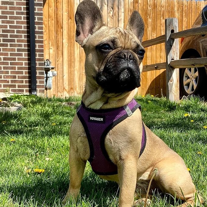 Best Pet Supplies - All Weather Mesh/Plush, Reflective, No Pull Harness for Small, Medium Dogs, Cats - Secure with Hook & Loop Fastener, Buckle, Double D-Rings - Purple/Black Trim, S