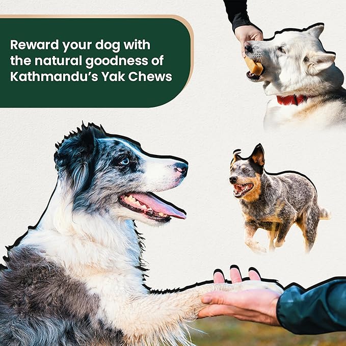 Authentic Himalayan Yak Cheese for Dogs - Medium (Pack of 3) - Sourced from Pristine Himalayan Foothill, Rawhide-Free, NO preservatives