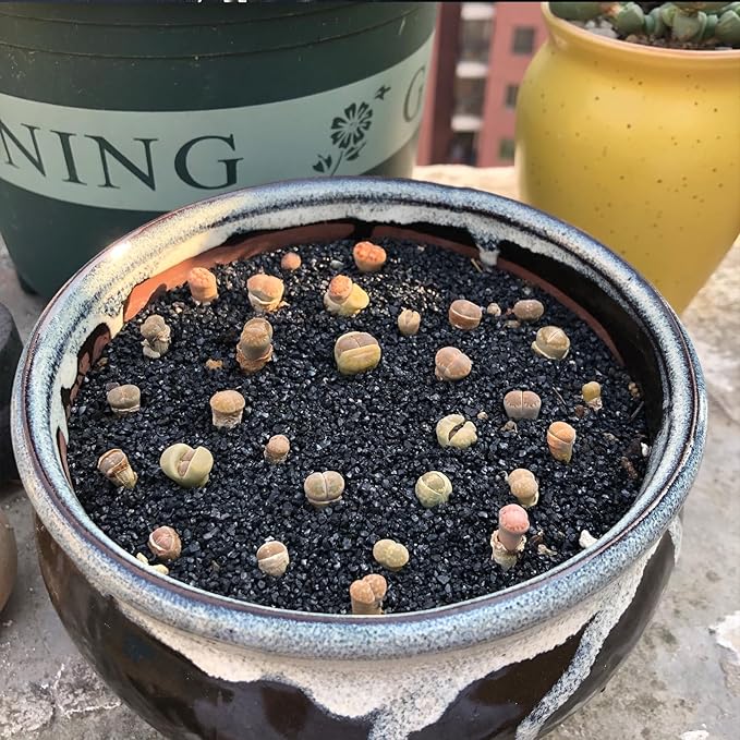20 lbs Black Silica Sand. Decorative Aquarium Gravel Substrate for Fish Tank, Plants Potted, Fire Pits, Candle, Vase Filler and Crafts