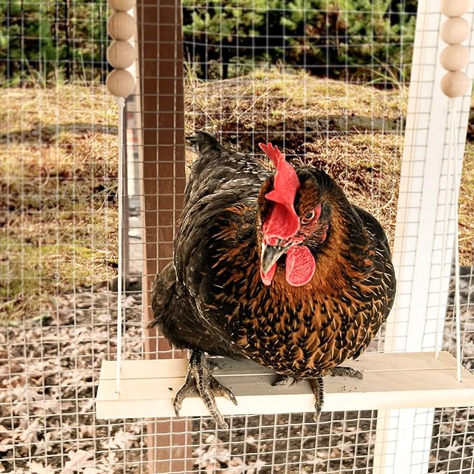 Chicken Swing Toy for Coop Handmade in USA!!! Natural Safe Wooden Accessories Large Durable Perch Ladder for Poultry Run Rooster Hens Chicks Pet Parrots Macaw Entertainment Stress Relief for Birds