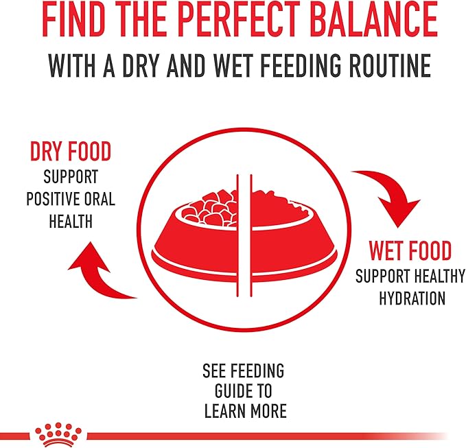 Royal Canin Maine Coon Adult Breed Specific Cat Food Thin Slices in Gravy, 3 oz can (6-Pack)