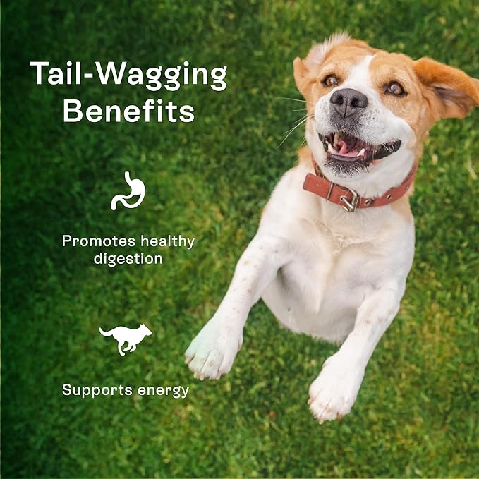 Pawco Magic Bar for Dogs – Supports Energy, Digestion & Overall Wellness – Soft, High-Protein Peanut Butter Bars with Pumpkin & Chicory Root – Pack of 8
