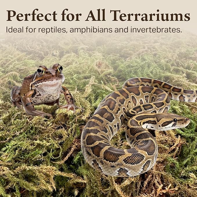 The Habitat Life - Natural Deco Moss - for Reptiles, Amphibians & Invertebrates Terrariums - Humidity Control - Natural Look & Feel - Soft Surface - Dye-Free & Safe - Small - 2 Pack