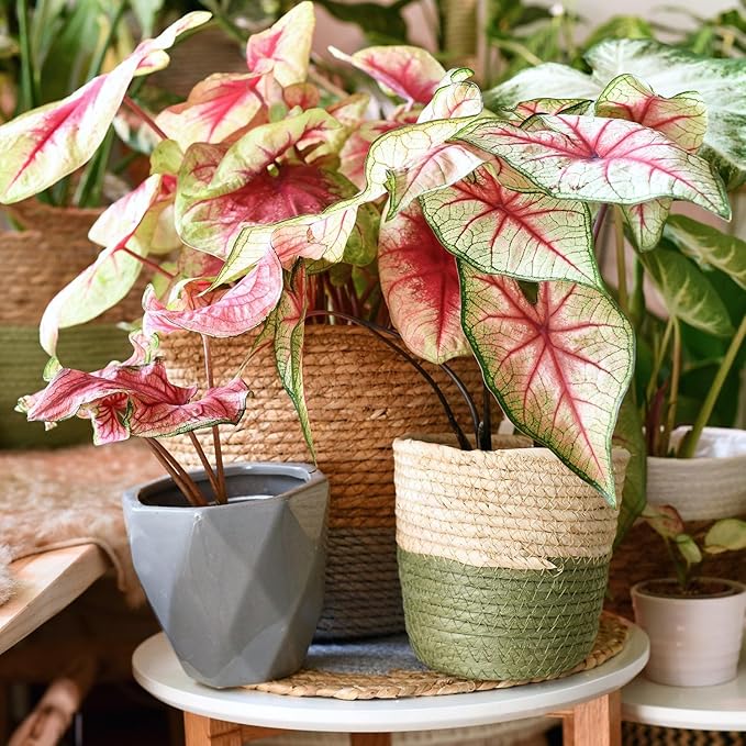 GARDENERA Caladium Plant Potting Soil - Enhance Colorful Beauty and Health with Professional Grade Nutrient-Rich Mix - 3 Quart