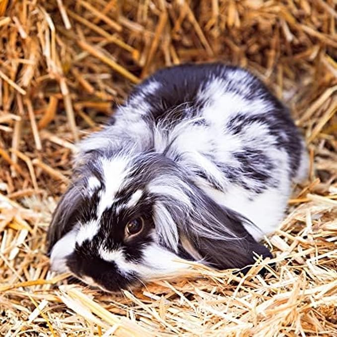 Blue Mountain Hay | Fresh Teff Grass Hay (24 Ounce) | Low NSC, High Fiber, Healthy Weight Management | High-Altitude Hay Pet Food for Rabbits, Guinea Pigs, Chinchillas, Hamsters, and Other Small Pets