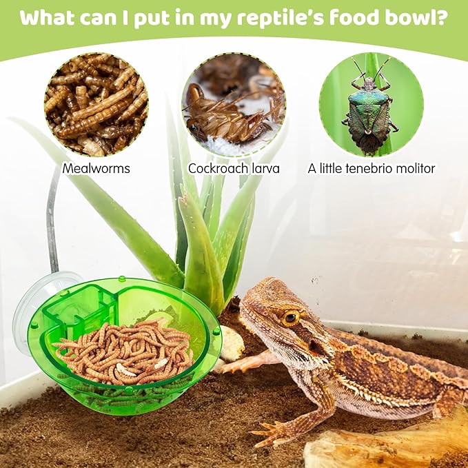 Tfwadmx Chameleon Bowl, Reptile Feeding Feeder,Worm Live Fodder Container, Water Dish Gecko Ledge Suction Cup Feeder Chameleon Supplies Accessories for Gecko Lizard Bearded Snakes Dragon 2 Pcs