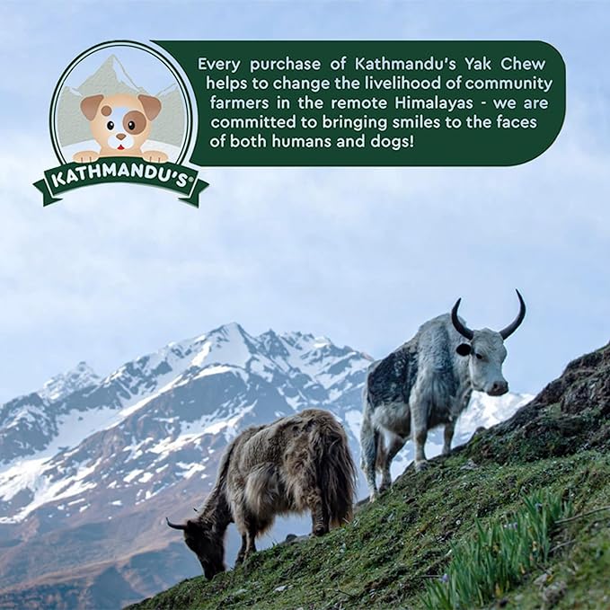 Authentic Himalayan Yak Cheese for Dogs - XLarge (Pack of 6) - Sourced from Pristine Himalayan Foothill, Rawhide-Free, NO preservatives
