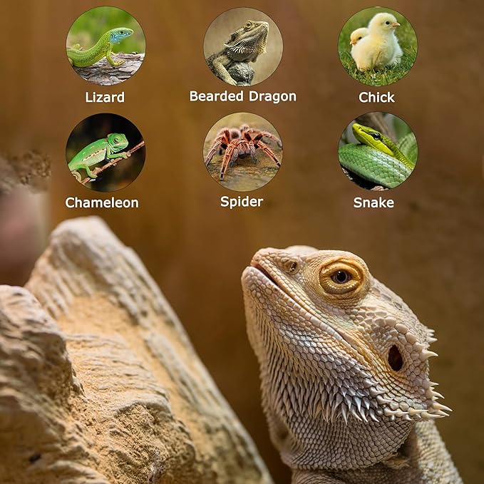 60W E26 Reptile Heat Lamp Bulbs, R63 Upgraded UVA Basking Spot Light for Bearded Dragon, Lizard, Tortoise & Amphibians - Simulated Natural Sunlight, Daylight Bulb fot Terrarium | 2 Pack
