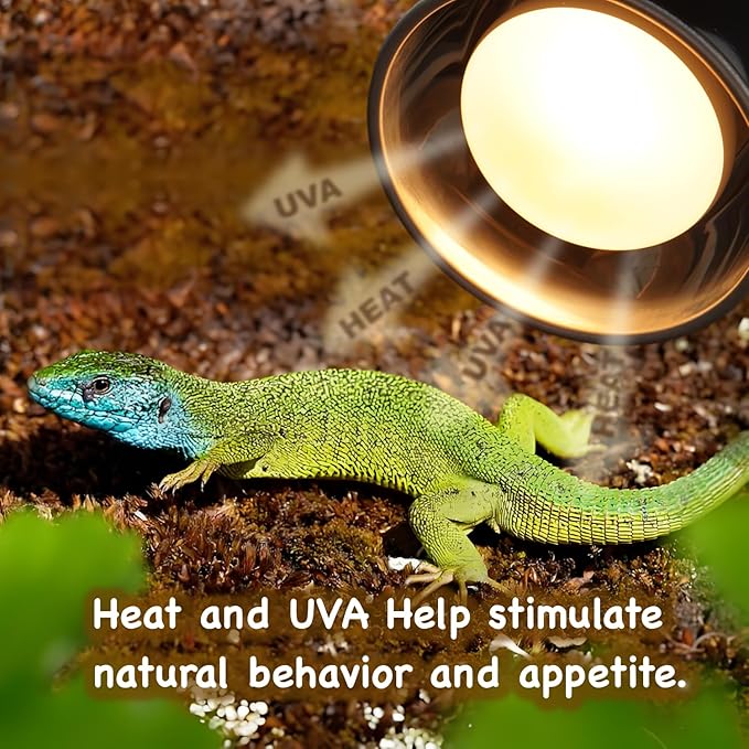 Reptile Heat Lamp Bulbs, 2-Pack 75W Daylight Basking Spot, 2024 G3, Bearded Dragon/Turtle/Lzard/Gecko Light Bulb, UVA Heat Lamp, Basking Light for Reptiles
