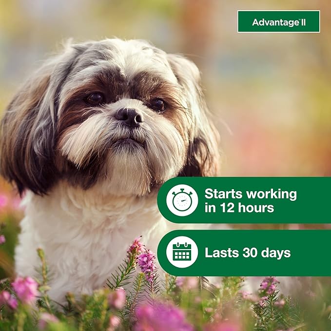 Advantage II Small Dog, 4 pack