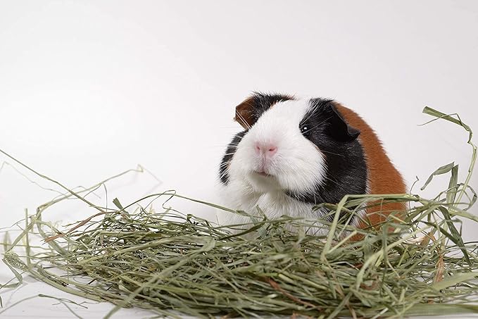 High Desert 2nd Cutting Timothy Grass Hay for Rabbits, Guinea Pigs, Chinchillas & Small Pets – Premium Hand-Packed Natural Hay, High-Fiber, Additive-Free, Grown in USA – 14 Oz Box