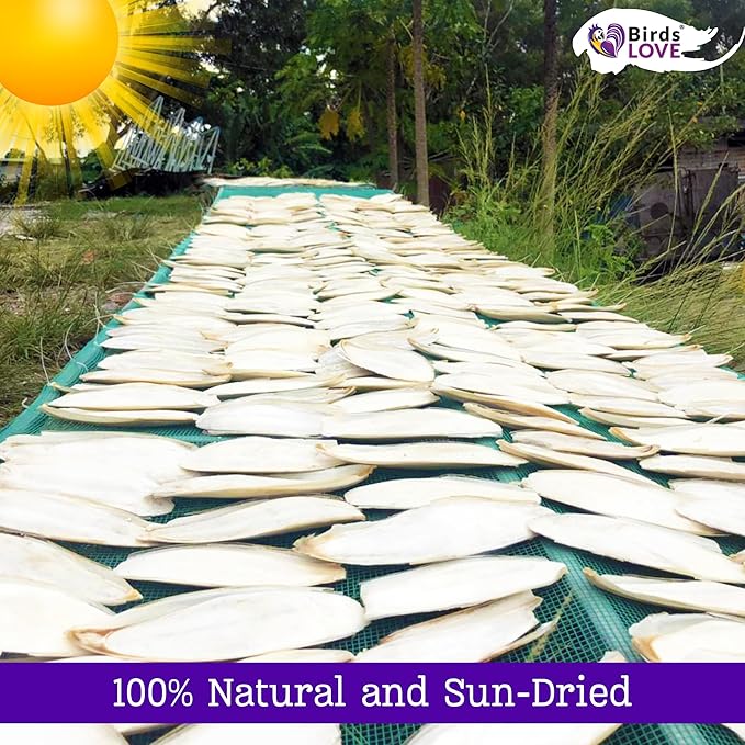 Birds LOVE Natural Cuttlebone for Birds & Reptiles – 100% Pure Sun-Dried Calcium Supplement – Supports Beak, Bone & Shell Strength – Daily Use - 3 Pack with Holder, Size 5.5 to 6"