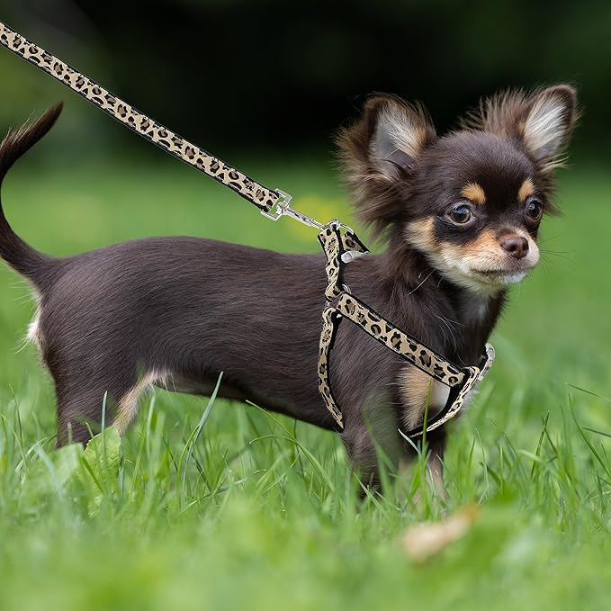 Mile High Life Leopard Dog Harness Collar Leash Set, Adjustable No Pull Dog Halter Harness for Small Breed Dogs, Easy Control for Training Walking (Black, S Chest 11"-18", Neck 10"-14")