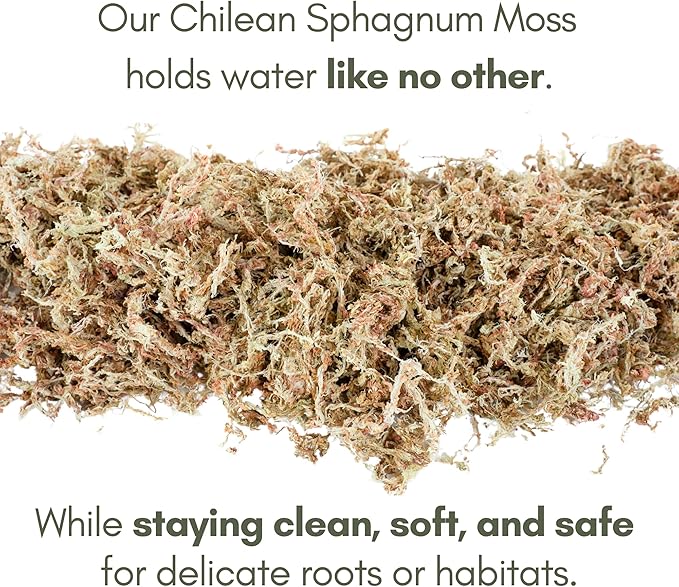 Mossify Premium Sphagnum Moss for Plants 150g, 5.3 Oz - Long Fiber Moss for Plants Indoor, Orchids, Terrariums, Gardening, Reptiles – Moisture Plant Moss for Propagation, Soil & Habitat Bedding