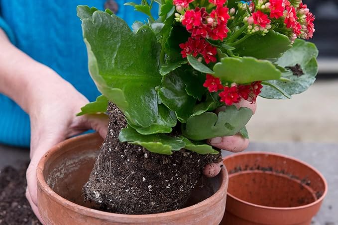 Gardenera Kalanchoe Plant Premium Potting Mix - Unleash The Full Potential of Your Plants with The Best Mix Available - 5 Quart