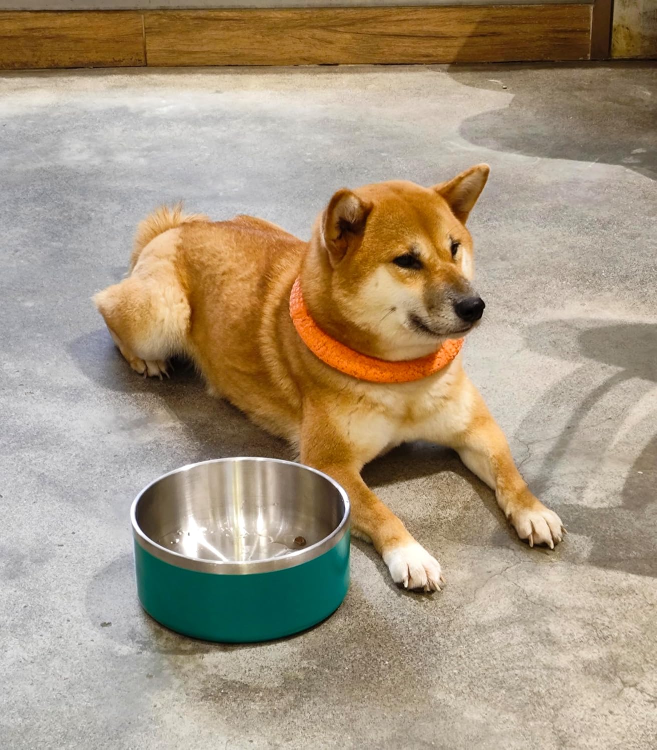 Dog Bowl, Stainless Steel Dog Food and Water Bowl with Non Slip Quiet Bottom, Easy to Clean, Dishwasher Safe, 64oz, Deep Green