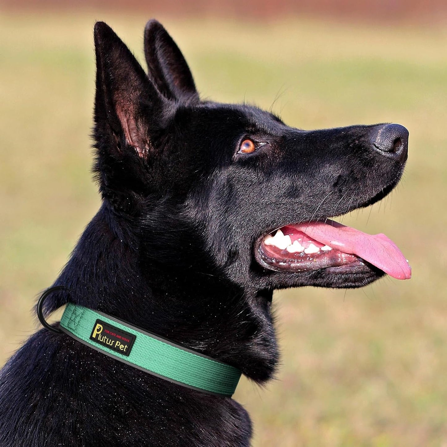 Plutus Pet Tactical Dog Collar, Reflective, Adjustable Heavy Duty Dog Collar, Soft Padded and Comfortable, for Small Medium and Large Dogs (Teal, S)