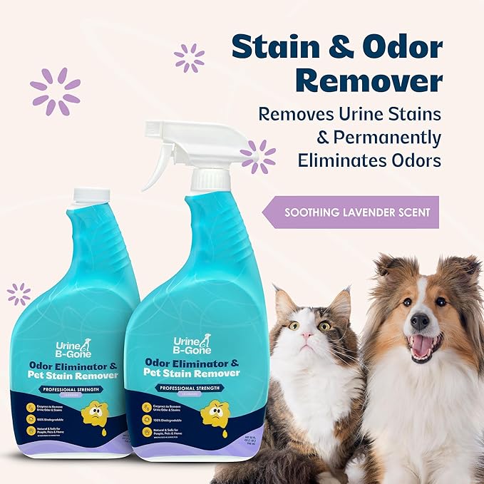 Urine B-Gone, Professional Enzyme Odor Eliminator & Pet Stain Remover, Human, Cat & Dog Urine Cleaner, Effective on Laundry, Carpets & More, Lavender Scent, 32oz, Pack of Two