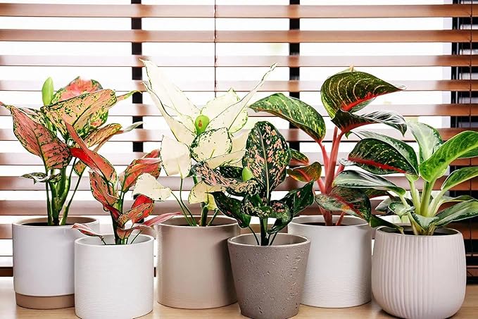 Gardenera Aglaonema Plant Potting Soil - All-Natural Blend for Thriving Aglaonema Plants - Boosts Root Health and Distinctive Foliage - 10 Quart