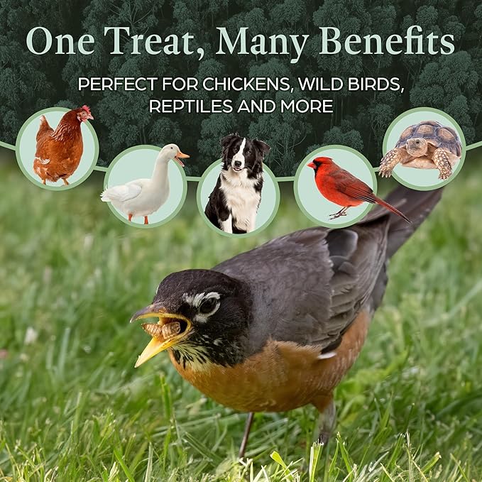 Dried Black Soldier Fly Larvae Chicken Bulk - for Hens, Duck, Wild Birds, Lizard, Tortoise, Fish - All Natural High Protein Dried Mealworms Alternative - Made in North America