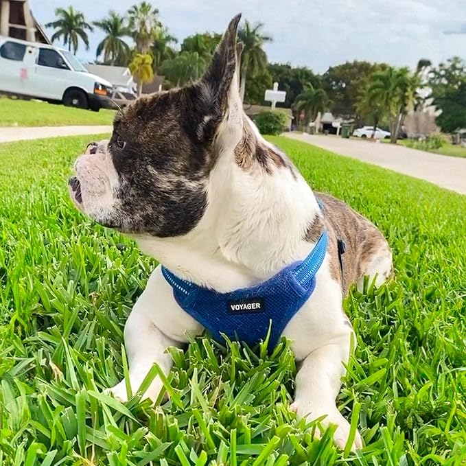 Best Pet Supplies Voyager Adjustable Step-in Flex Breathable Mesh Dog Harness for Small Medium Large Dogs (Royal Blue), XS