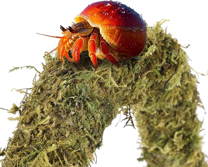HERCCOCCI Hermit Crab Accessories, 6Pcs Hermit Crab Toys Coconut Shell Hut Climbing Hammock Artificial Plants for Hermit Crabs