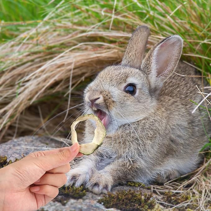 Abizoo Rabbits Chew Treats Natural Papaya Chew Toys for Bunny – Healthy, Tasty Snack for Guinea Pig Rabbit Chinchilla, Supports Digestion and Dental Care