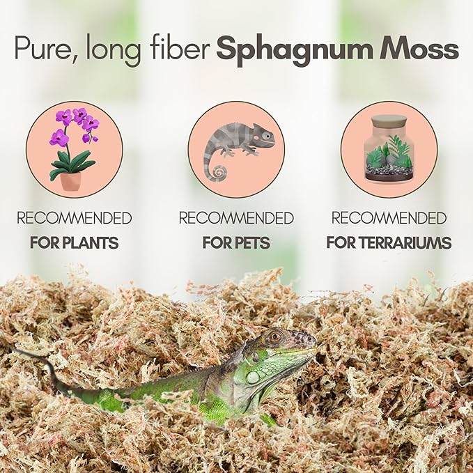 Mossify Premium Sphagnum Moss for Plants 1kg, 2.2 lbs - Long Fiber Moss for Plants Indoor, Orchids, Terrariums, Gardening, Reptiles – Moisture Plant Moss for Propagation, Soil & Habitat Bedding
