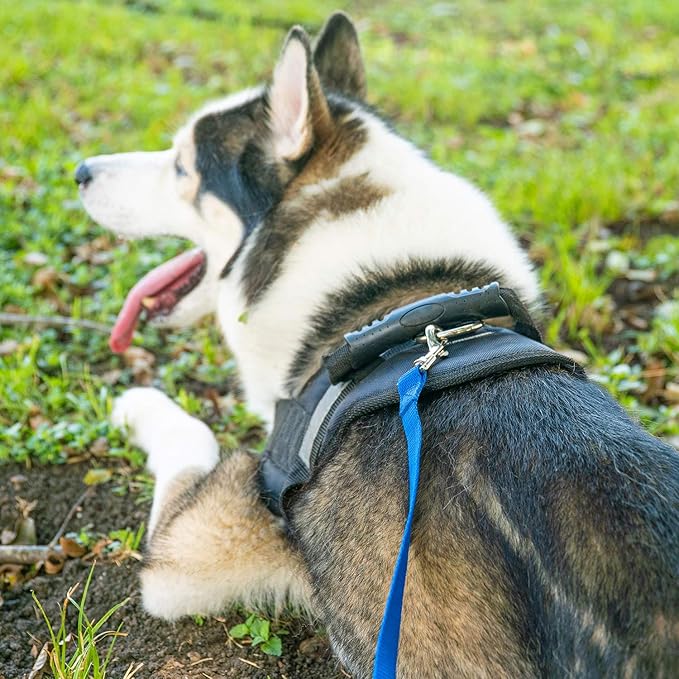Hi Kiss Dog/Puppy Obedience Recall Training Agility Lead - 15ft 20ft 30ft 50ft 100ft Training Leash - Great for Training, Play, Camping, or Backyard (30 Feet, Red)