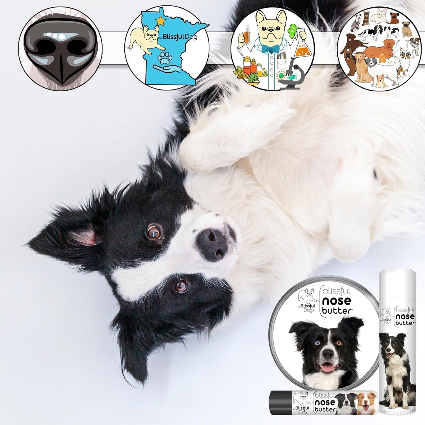 The Blissful Dog Border Collie Nose Butter for Dry, Cracked Skin, Lick-Safe Dog Nose Balm with Moisturizing Shea Butter, Almond, Olive, and Essential Oils, Pet Supplies, Uncented, 0.50 oz.