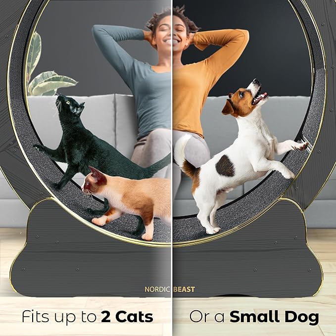 Gold 48'' XL Cat Wheel – Safe, Quiet & Stable Exercise Wheel for Large Indoor Cats up to 45 lbs – 15.7'' Extra-Wide Surface Fits 2 Cats Side by Side & Prevents Wobbling, 1-Year Warranty