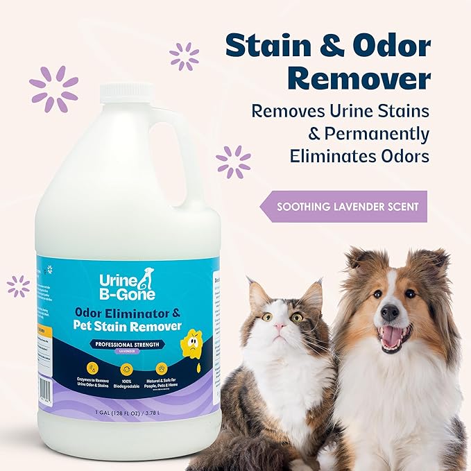 Urine B-Gone, Professional Enzyme Odor Eliminator & Pet Stain Remover, Human, Cat & Dog Urine Cleaner, Effective on Laundry, Carpets & More, Lavender Scent, 1 Gallon