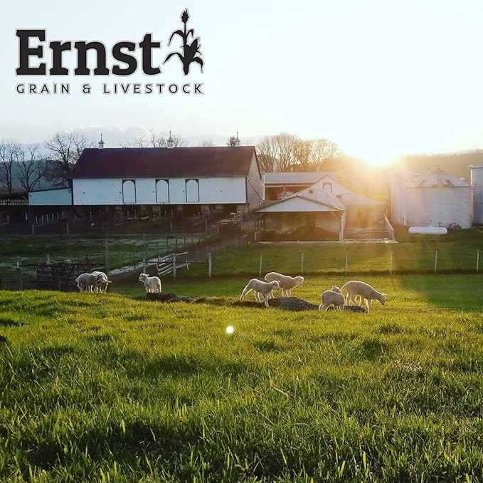 Ernst Grain Cracked Corn, Non-GMO – Perfect Feed for Ducks, Squirrels, Chickens, Ducks, Deer, Rabbits, Geese, and More! (46 lb)