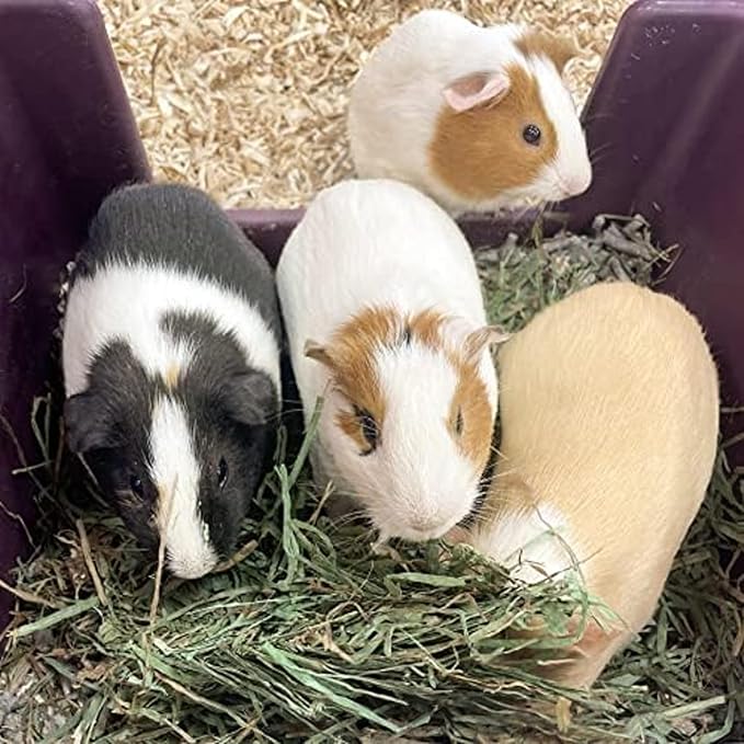 Blue Mountain Hay | Fresh Teff Grass Hay (24 Ounce) | Low NSC, High Fiber, Healthy Weight Management | High-Altitude Hay Pet Food for Rabbits, Guinea Pigs, Chinchillas, Hamsters, and Other Small Pets