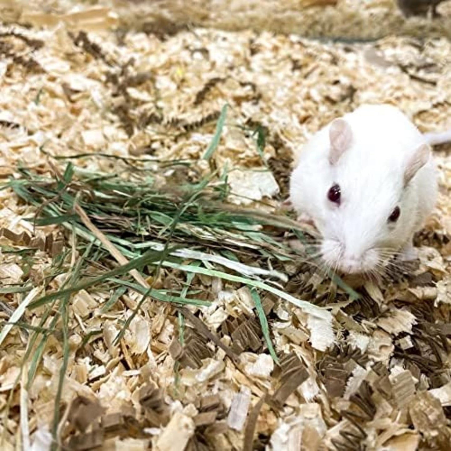 Blue Mountain Hay | Fresh Timothy Hay (24 Ounce) | Great for All Ages | High-Altitude Hay Pet Food for Rabbits, Guinea Pigs, Chinchillas, Hamsters, and Other Small Pets