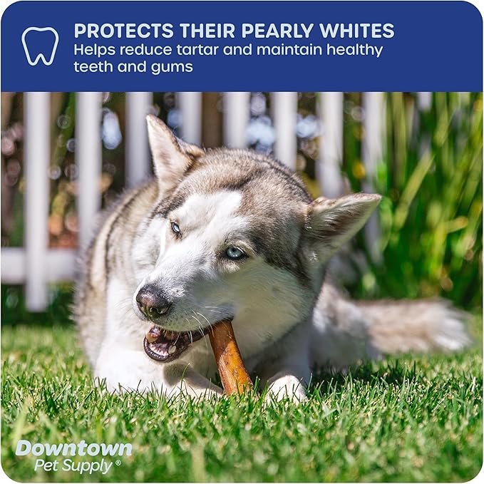 Downtown Pet Supply Jumbo Bully Sticks for Dogs - Natural Beef Chews, Low-Odor & Rawhide-Free, Long Lasting Dog Treats for Aggressive Chewers - Healthy, Safe & Delicious Chews Dogs Love (6" 10 Pack)