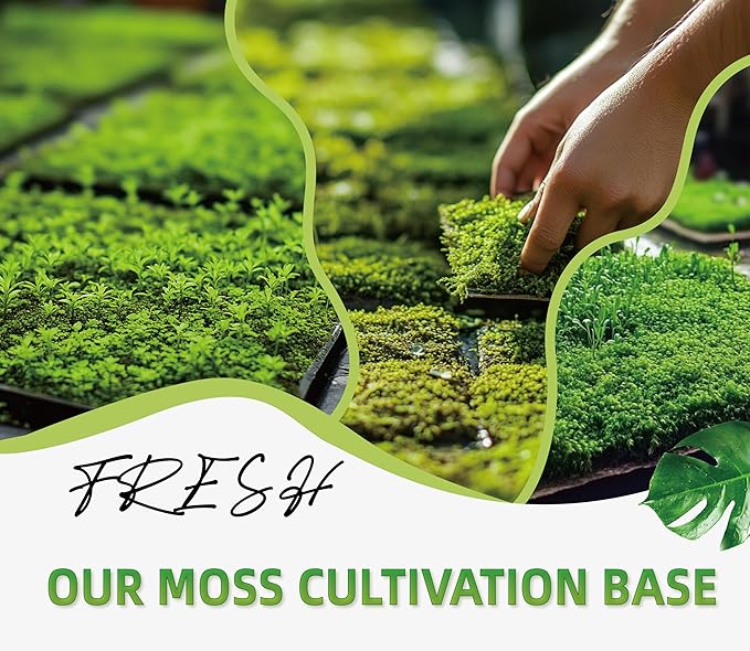 Moss Terrarium Beding Live Moss Terrarium Moss for Reptiles Peat Moss for Reptiles Habitat Bedding Moss for Snakes Turtle Frog Gecko and Other Reptiles Substrate Composite 3
