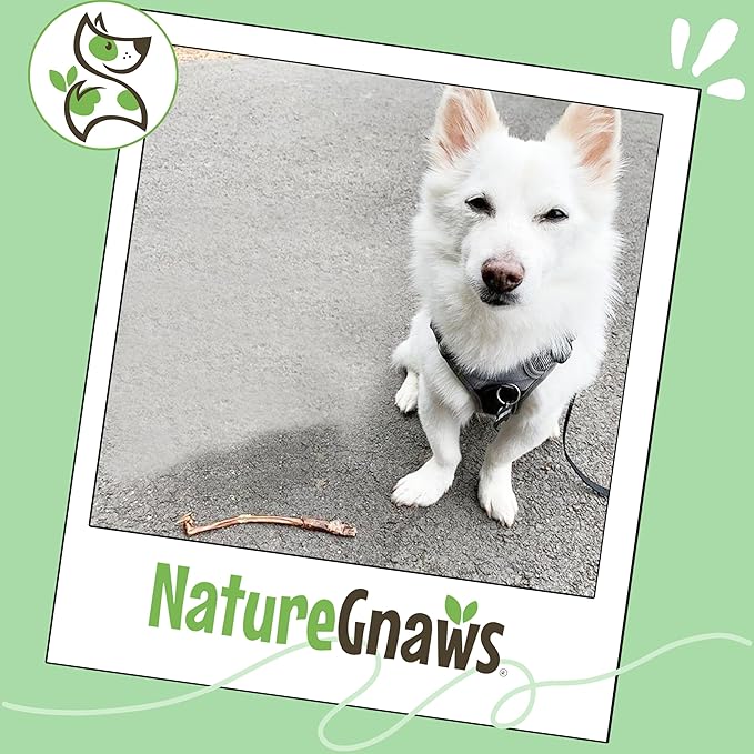 Nature Gnaws Extra Thin Pork Bully Sticks for Small Dogs 5-6" (50 Count) - Long Lasting for Light Chewers and Puppies - Natural Bacon Dog Chew Treats