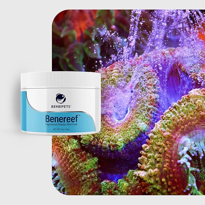 Benepets BeneReef Powder Complete Reef Nutrition - Optimize Coral Growth, Color & Regeneration, Max Nutrient Absorption, Prebiotics & Probiotics, Coral & Fish Food - 40 Grams