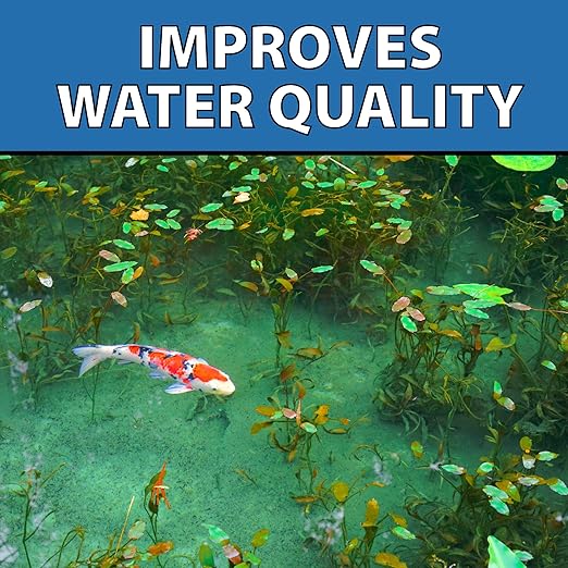 CrystalClear MuckOff, Natural Pond Muck Treatment, Water Garden, Fountain & Bird Bath Sludge Remover, Living Beneficial Bacteria Clarifier with Enzyme, Fish, Aquatic Animal, & Pet Safe, 24 Tablets