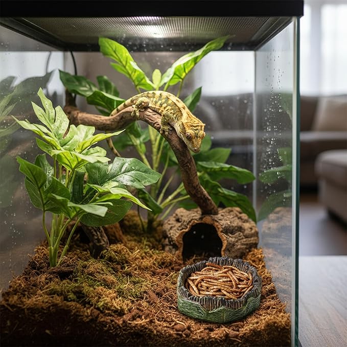 2 PCS Small Reptile Food Dish Reptile Water Dish Food Bowl Reptiles Feeding Foods Resin Terrarium Bowl for Bearded Dragon Gecko Frog Snake Chameleon Tortoise