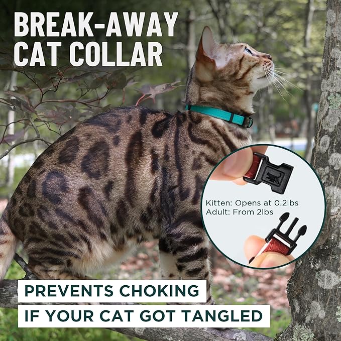 OutdoorBengal Black Breakaway Kitten Collar - Ultra Safe Quick Release Cat Collar for Small Kittens Under 6 Months – Soft-Padded, Lightweight, Adjustable, Thin and Comfortable, No Bell (Black, Kitten)
