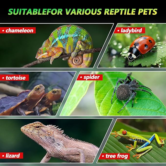 Acrylic Jumping Spider Habitat, Insect Terrarium, for Spiders, Tarantulas, Snail, Mantis, Lizard, and Small Reptiles, with Two Magnetic Doors and one Feeding Trough (6x6x9 inch)