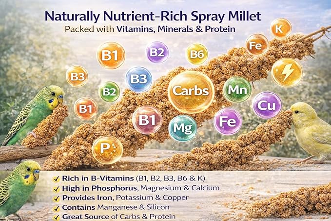 1lb Millet Tips & Tails for Birds - Parakeets, Cockatiels, Lovebirds, Finches, Budgies, Canaries, Cockatoos - Natural & Healthy Millet for Birds - Parakeet Food & Treats for All Parrots (2 Pack)